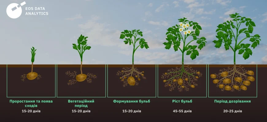 Скільки картоплі садити на 1 га: оптимальні норми висадки