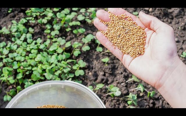 Скільки насіння гірчиці потрібно для посіву на 1 сотку? Оптимальний обсяг