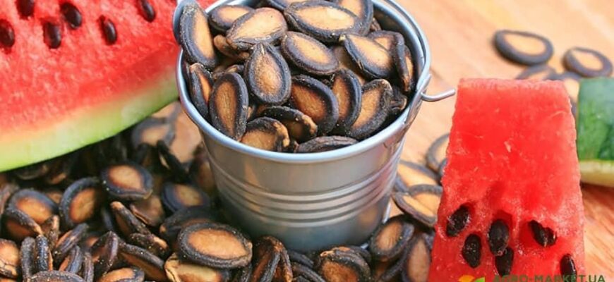 Скільки насіння кавуна потрібно для посіву одного гектара землі?