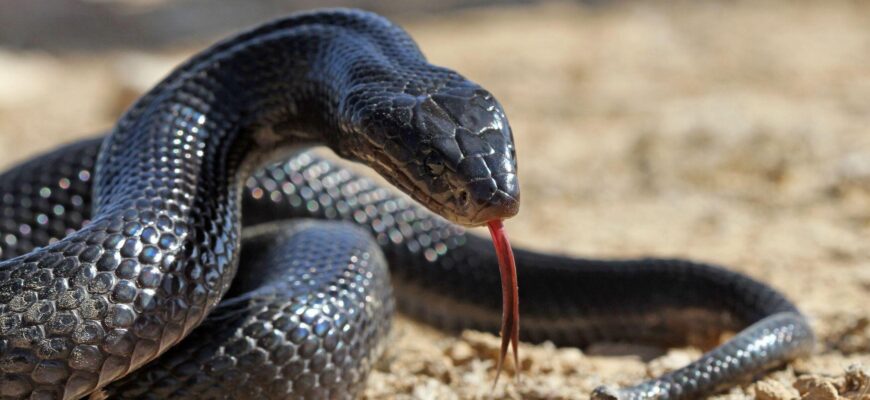 Сниться багато змій дівчині: тлумачення сновидіння за сонниками