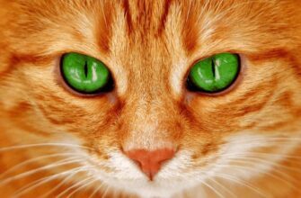 Сон про рудого кота: значення та тлумачення у різних культурах