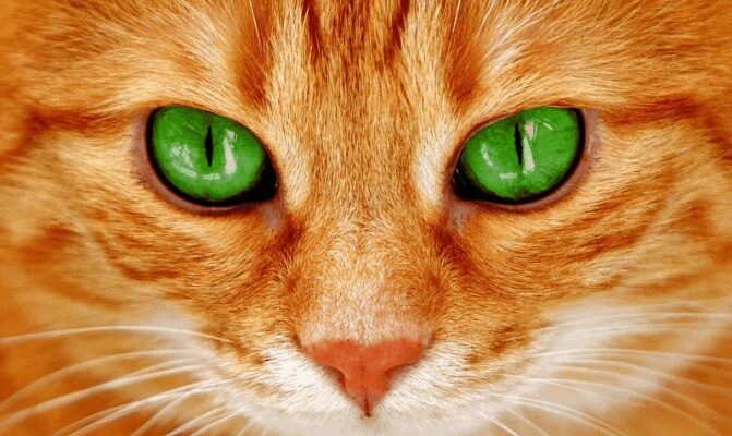 Сон про рудого кота: значення та тлумачення у різних культурах