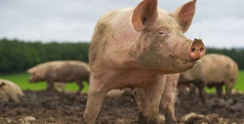 Сон про свиней: значення, тлумачення та що обіцяють нічні видіння