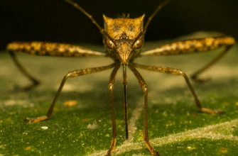 Сонник: до чого сняться багато комах і що це означає для вашого життя