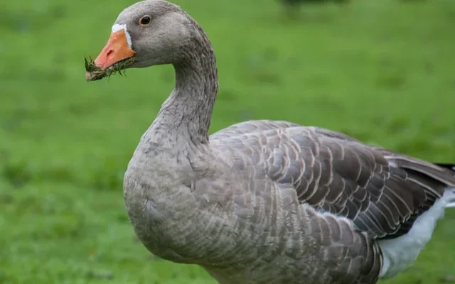 Сонник: До чого сняться гусенята та їх значення у вашому житті