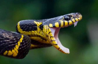 Сонник: до чого сниться чорна земля та її значення у вашому житті