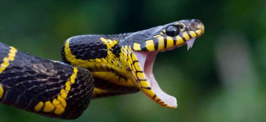 Сонник: до чого сниться чорна земля та її значення у вашому житті