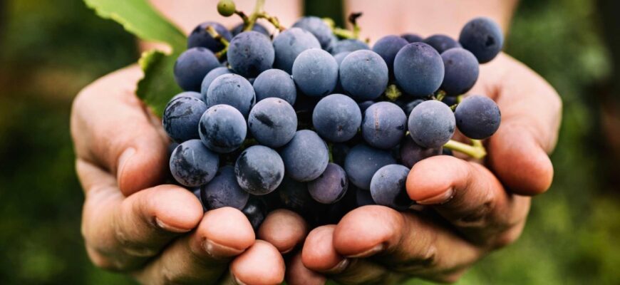 Сонник: до чого сниться збирати чорниці і як це тлумачити?