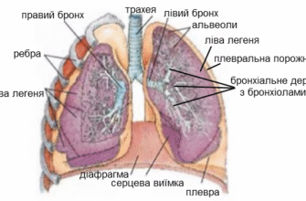 Стінка альвеоли: склад та будова для оптимального газообміну