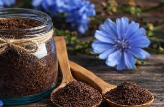 Цикорій: в чому його користь для здоров’я та щоденного вживання