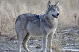 Ускладнення після грипу: як хвороба впливає на здоров’я ніг
