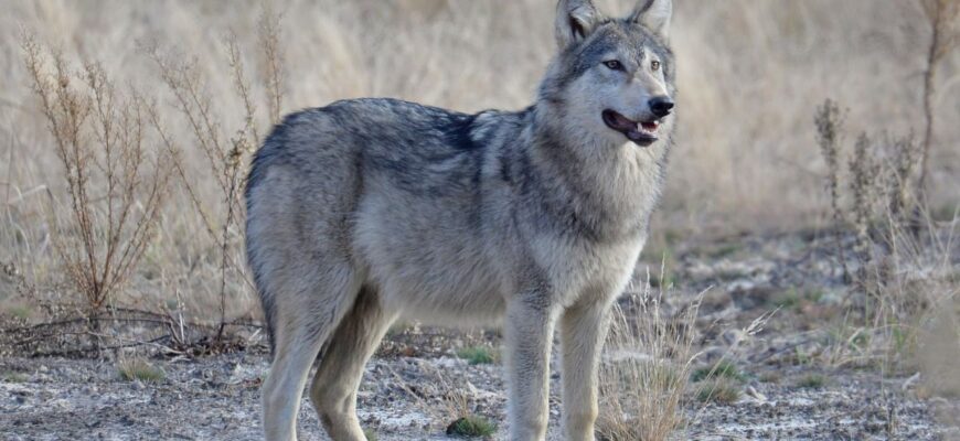 Ускладнення після грипу: як хвороба впливає на здоров’я ніг