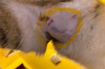 Ускладнення у кішки після стерилізації: Як їх розпізнати та лікувати