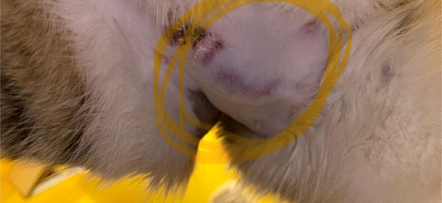 Ускладнення у кішки після стерилізації: Як їх розпізнати та лікувати