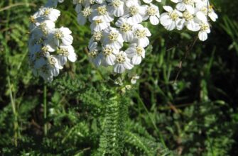 Відкрийте для себе користь деревію: лікувальні властивості та застосування