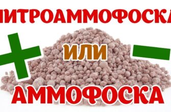 Відмінності між амофоскою та нітроамофоскою: детальний аналіз добрив