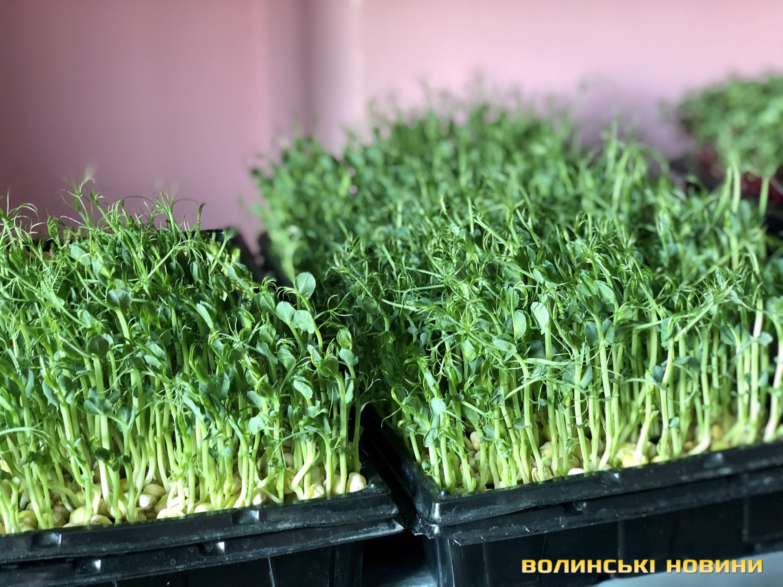 Мініджунглі в окремій кімнаті: як лучанка вирощує у себе вдома ...