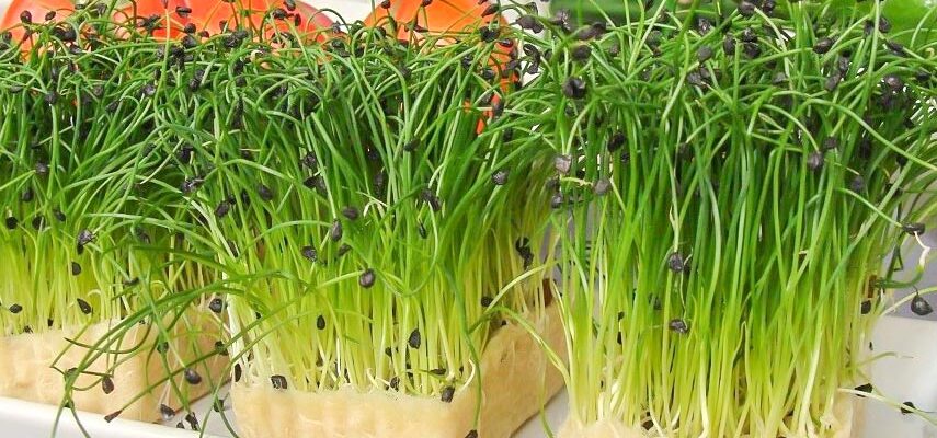 Відмінності між насінням мікрозелені та звичайним: що варто знати?