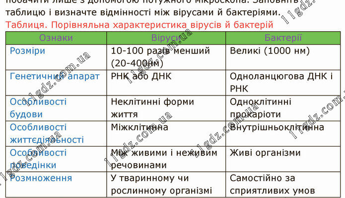 Відмінності між вірусами та бактеріями: що варто знати кожному
