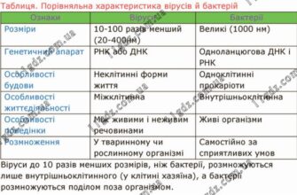 Віруси проти бактерій: основні відмінності та особливості їх структури