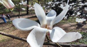 Внутрішні шви після пологів: догляд і поради для швидкого відновлення