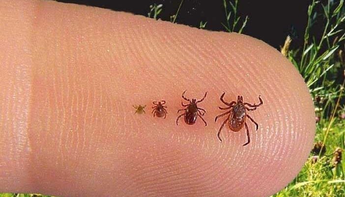Як безпечно обробити рану після укусу кліща: поради та засоби