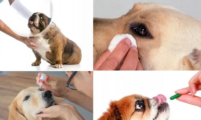 Як безпечно промити очі собаці вдома: ефективні методи та поради