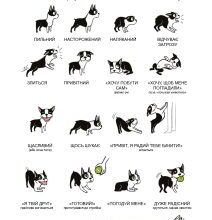 Як безпечно та гуманно усипити собаку: методи та рекомендації