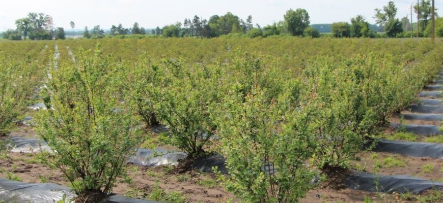 Як часто поливати лохину після посадки: поради для садівників