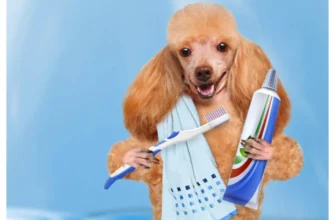 Як ефективно чистити зуби собаці: поради та засоби для догляду