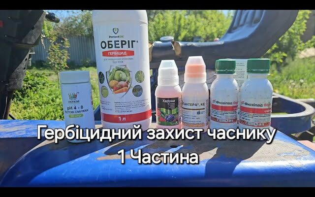 Як ефективно обробляти часник від бур’янів: найкращі поради та засоби