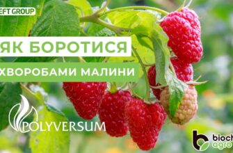 Як ефективно обробити малину від дідімели: рекомендації та засоби