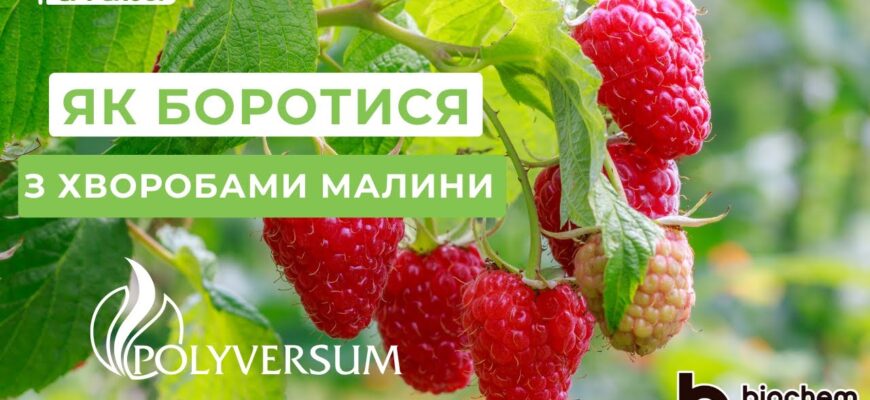 Як ефективно обробити малину від дідімели: рекомендації та засоби