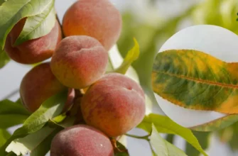 Як ефективно обробити персик від кучерявості: дієві методи та засоби