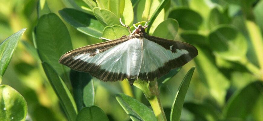 Як ефективно обробити самшит від вогнівки: кращі засоби та методи