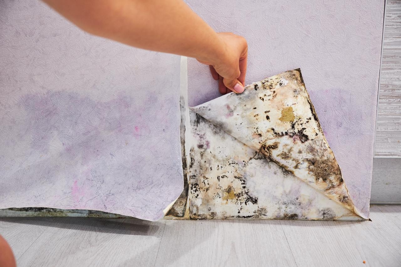 Як прибрати цвіль зі шпалер: методи та рекомендації від Malina