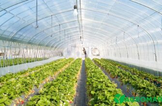 Як ефективно обробити теплицю на зиму: поради та методи підготовки