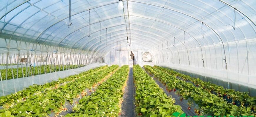 Як ефективно обробити теплицю на зиму: поради та методи підготовки