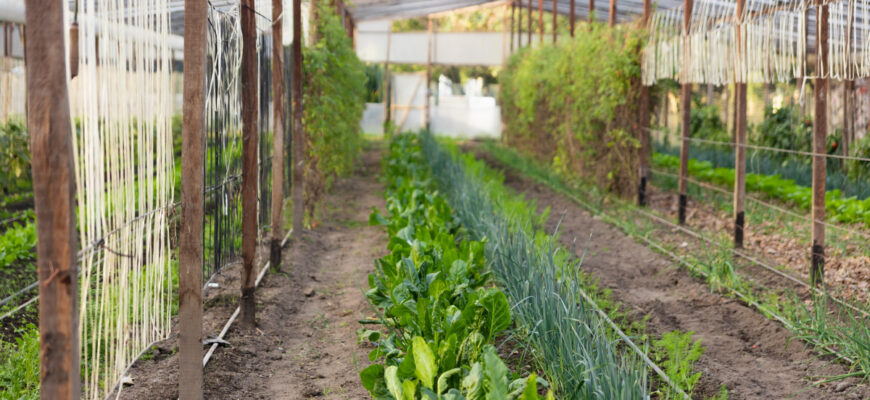 Як ефективно обробити теплицю весною: поради та рекомендації