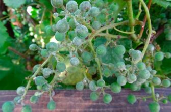 Як ефективно обробити виноград від борошнистої роси: поради та засоби