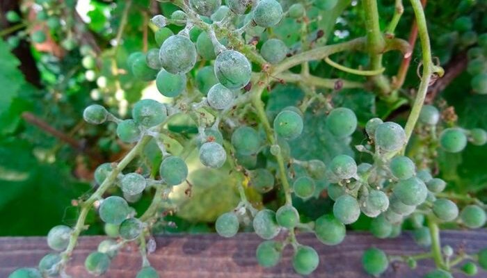 Як ефективно обробити виноград від борошнистої роси: поради та засоби