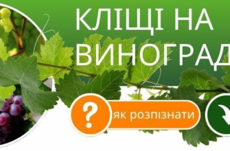 Як ефективно обробити виноград від кліща: дієві способи та засоби