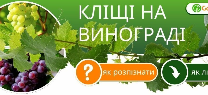 Як ефективно обробити виноград від кліща: дієві способи та засоби