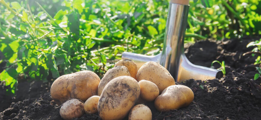 Як ефективно обробити землю від парші: найкращі засоби та поради