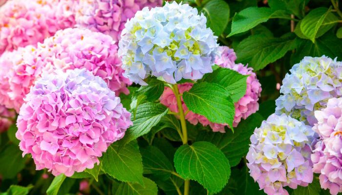 Як ефективно підкислити гортензію: основи догляду за рослиною