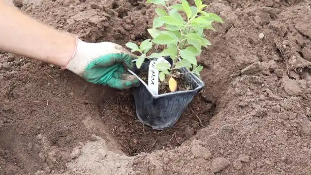 Садимо волотисту гортензію восени Відео » Мій Дім