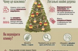 Як ефективно підживити ялинку вдома: найкращі поради та засоби