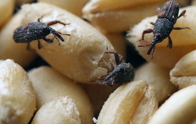 Як ефективно позбутися довгоносиків у зерні: методи та поради