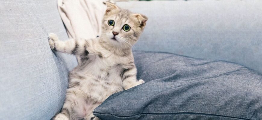 Як ефективно позбутися запаху котячої сечі з вашого килима: поради та засоби Як ефективно позбутися запаху котячої сечі з вашого килима: поради та засоби