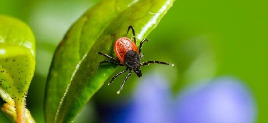 Як ефективно впоратися з почервонінням після укусу кліща: поради та лікування